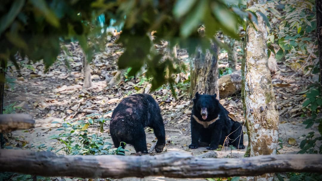 Sun Bears, Laos