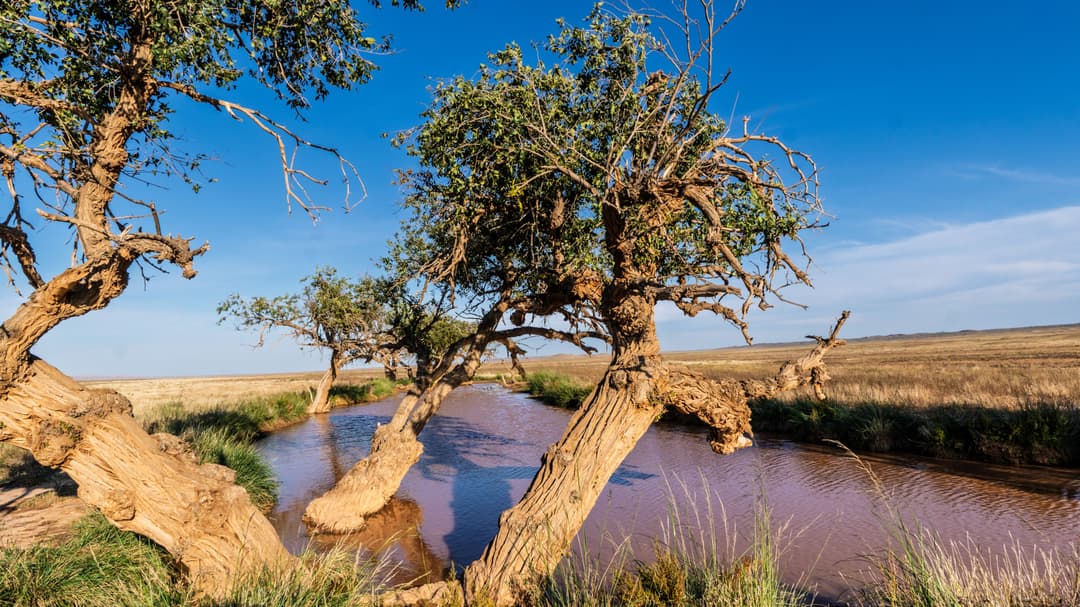 Elms, Gobi, Mongolia