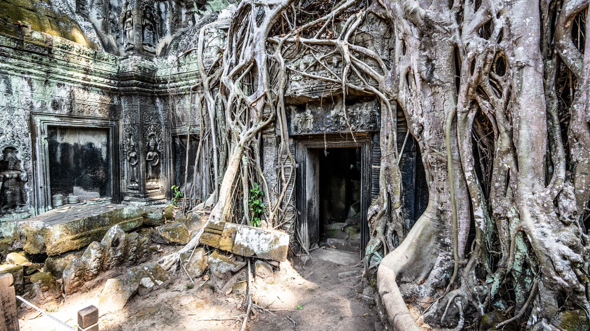Massive tree roots wrap around a stone doorway at Ta Prohm temple ruins, with carved walls and a shaded entrance.