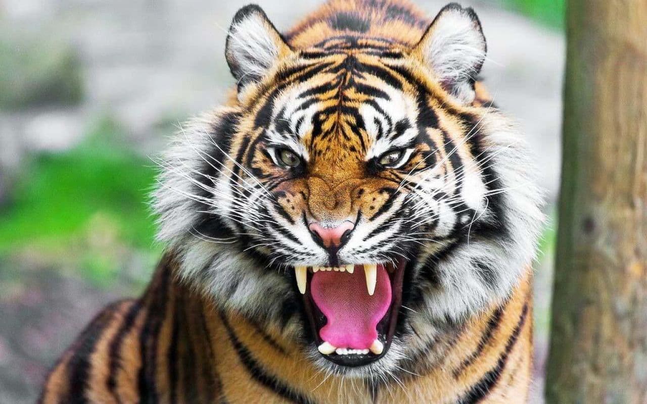 The Tigers roar again in Nepal