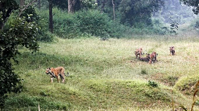 travel to nepal to see bengali tigers